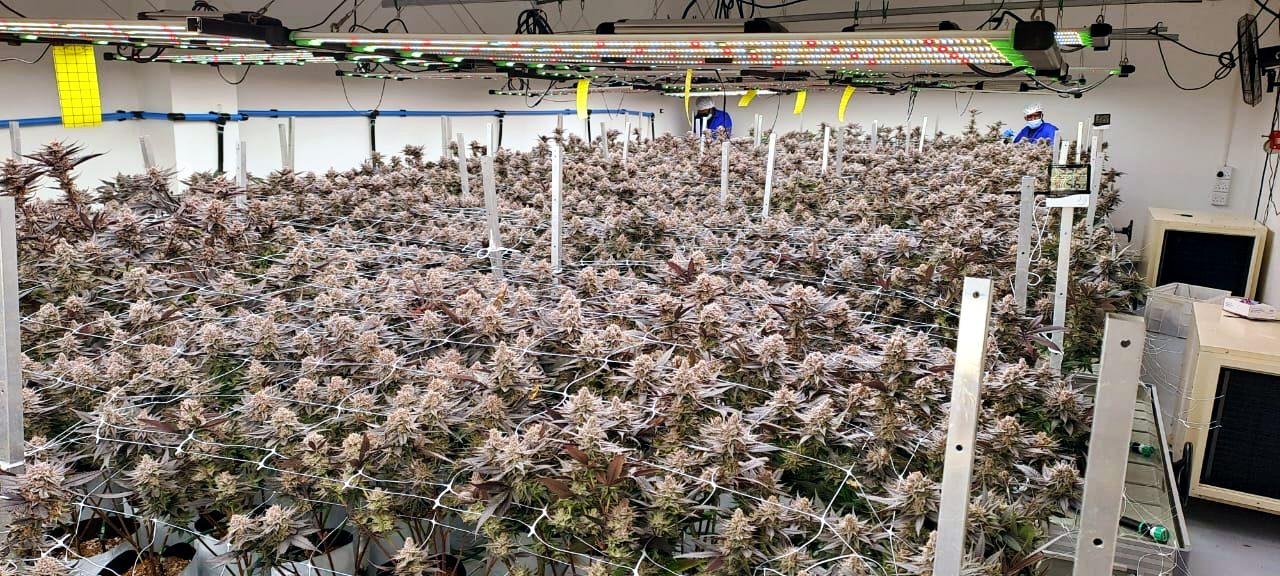 Flowering room at The Health Co. under LED lighting