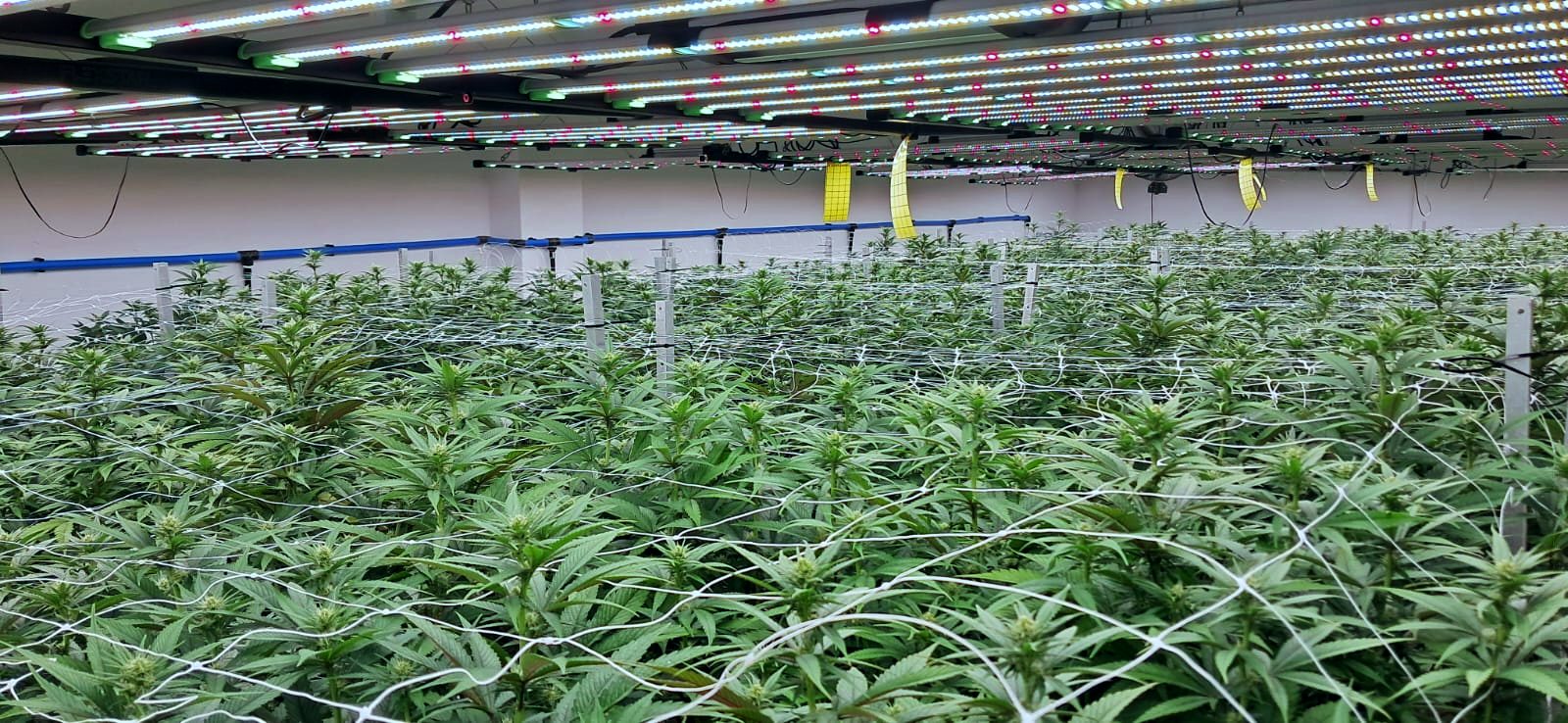 Vegetative room with trellised plants under LED lighting